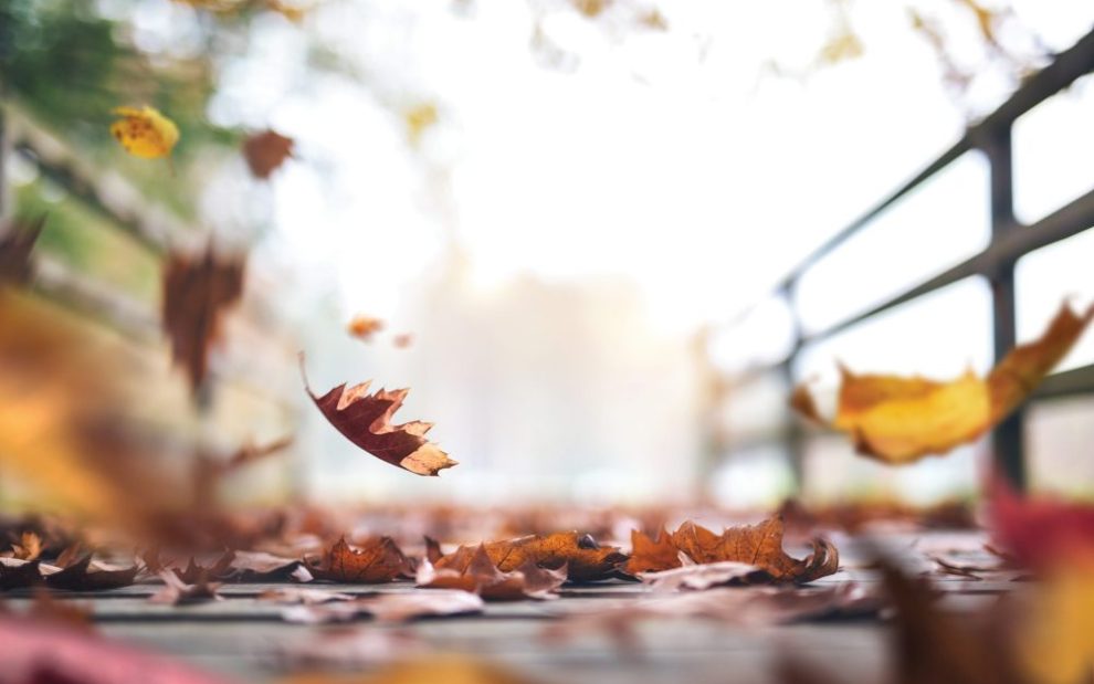 leaves-fall-in-autumn