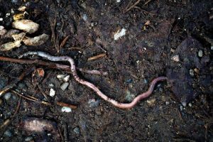 earthworm