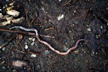 earthworm