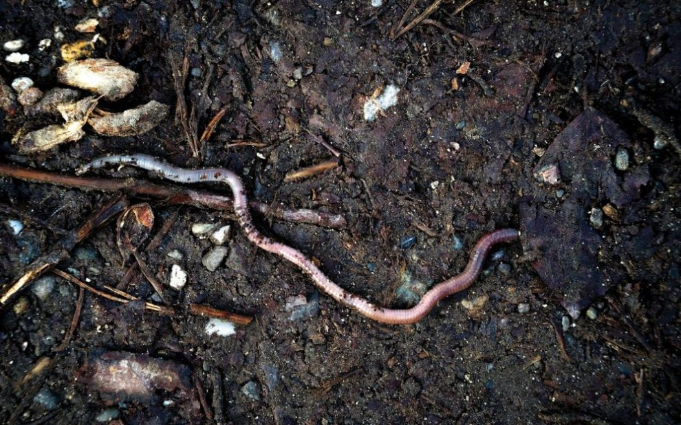 earthworm