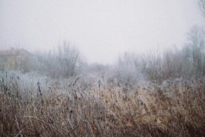 foggy-field-in-winter