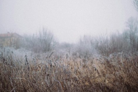 foggy-field-in-winter