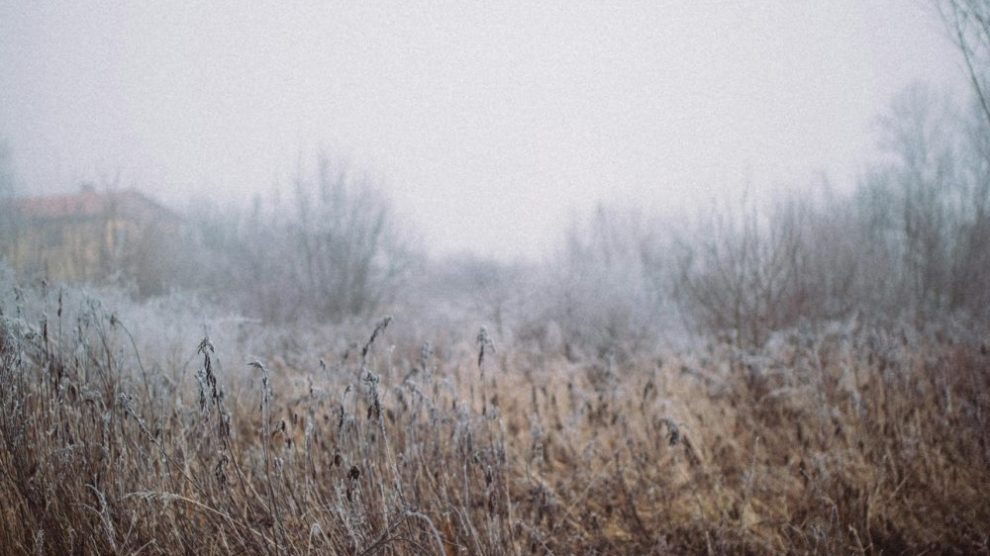 foggy-field-in-winter