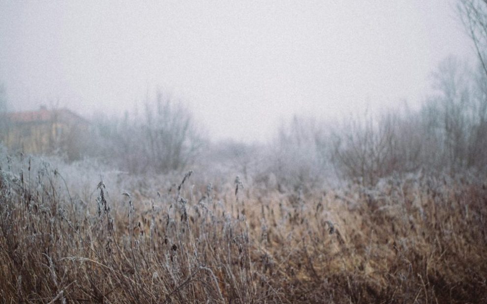 foggy-field-in-winter