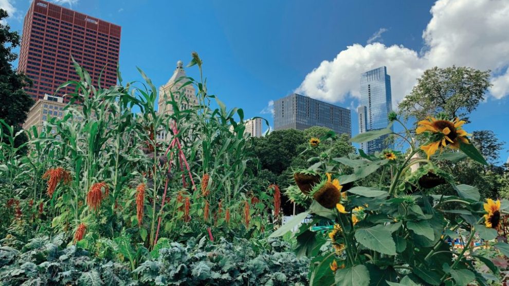 u-s-catholic-urban-farming