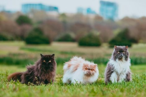 u-s-catholic-three-cats-looking-into-camera
