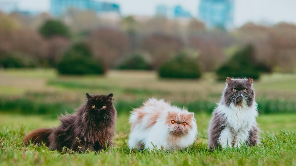 u-s-catholic-three-cats-looking-into-camera