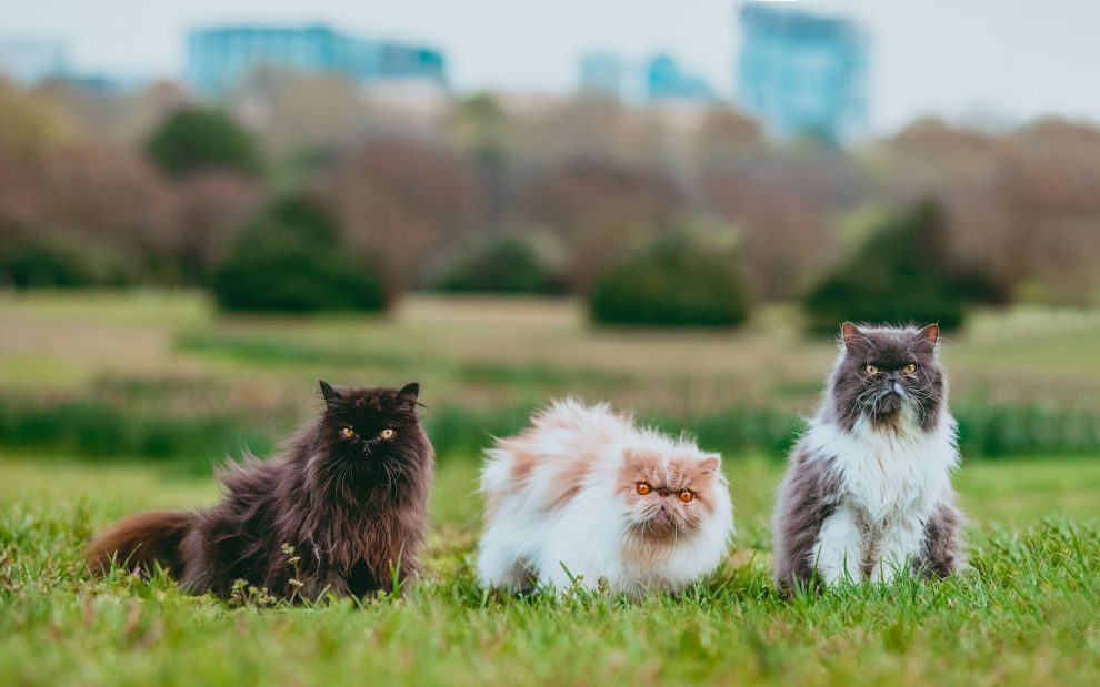 u-s-catholic-three-cats-looking-into-camera