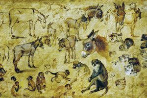 Figure drawings of animals