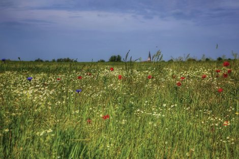 Wild field of grass