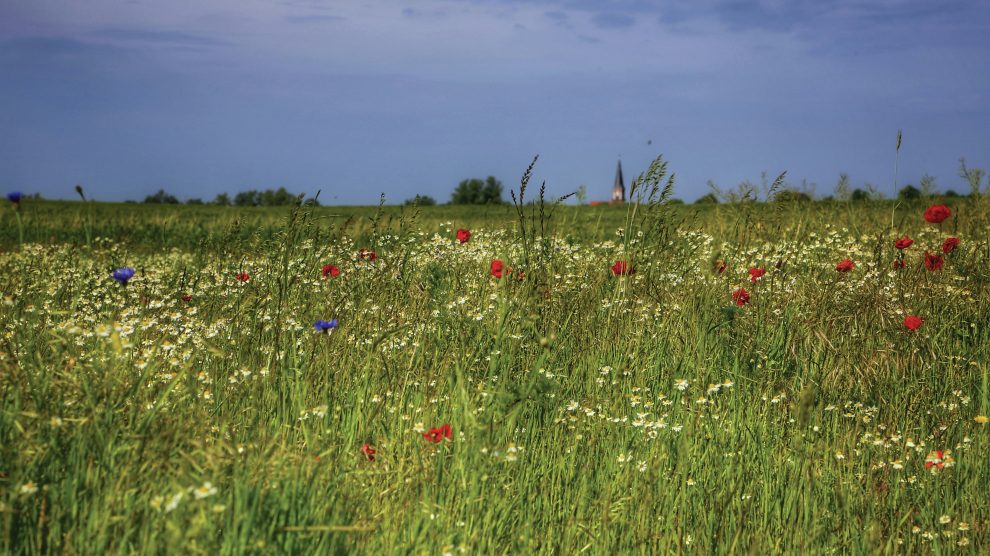 Wild field of grass