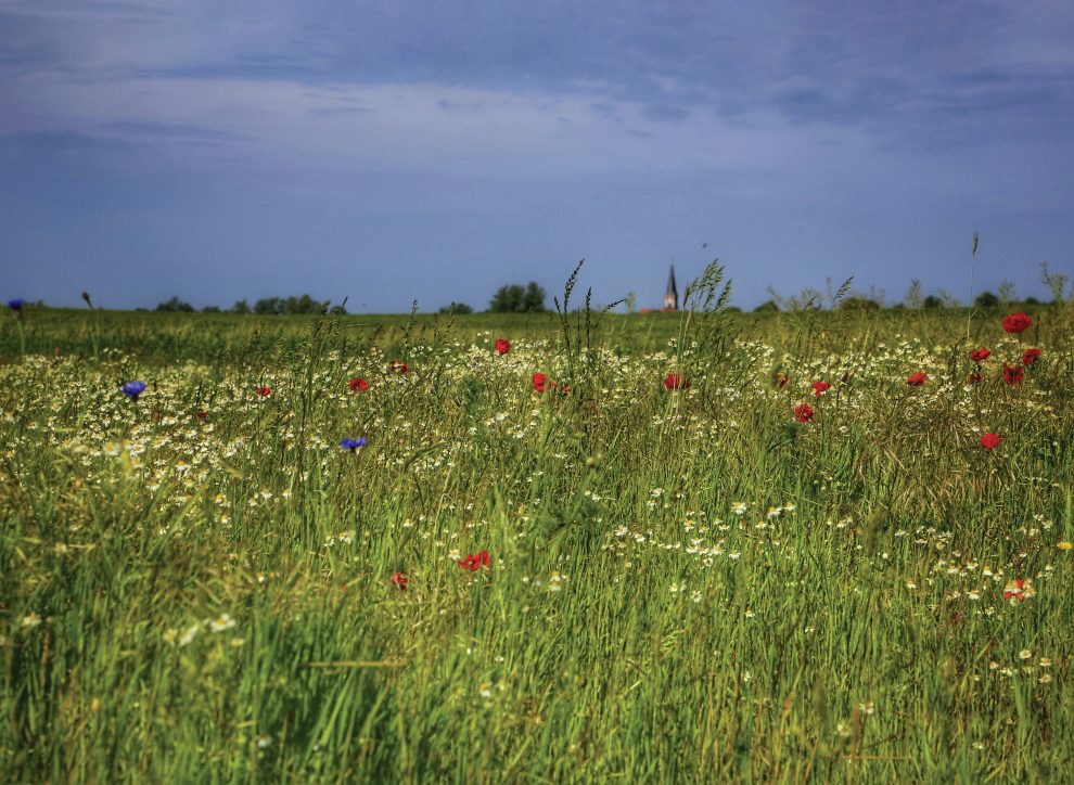 Wild field of grass