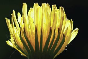 Dandelion blooming