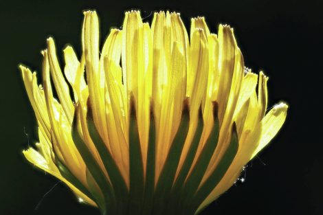 Dandelion blooming