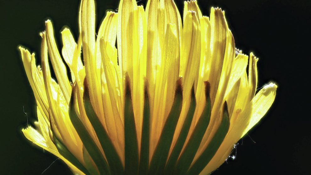 Dandelion blooming