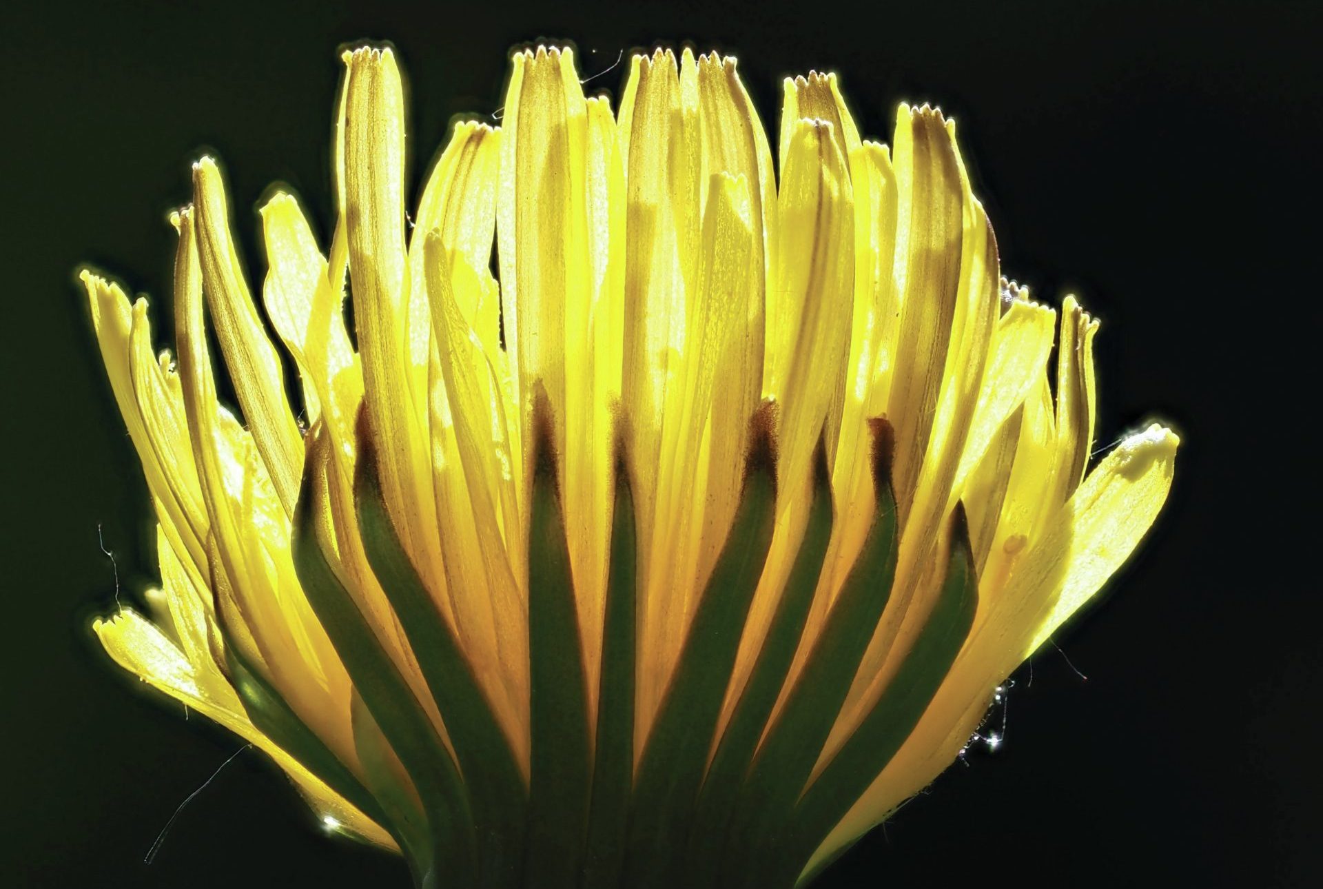 Dandelion blooming