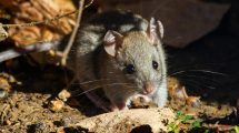 roof rat in backyard