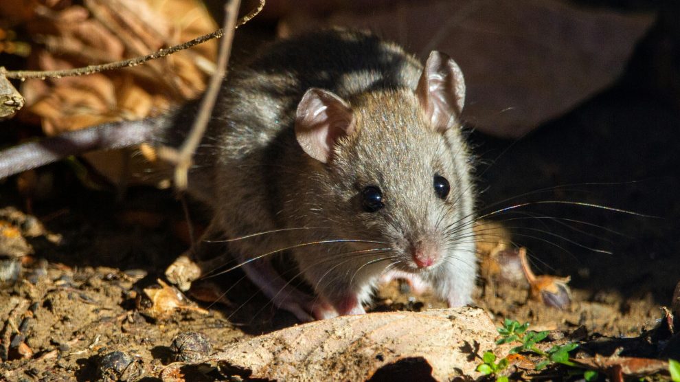 roof rat in backyard
