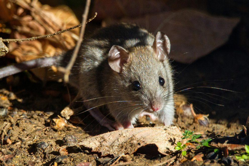 roof rat in backyard