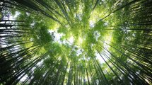 Bamboo tree canopy