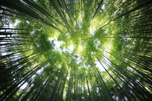 Bamboo tree canopy