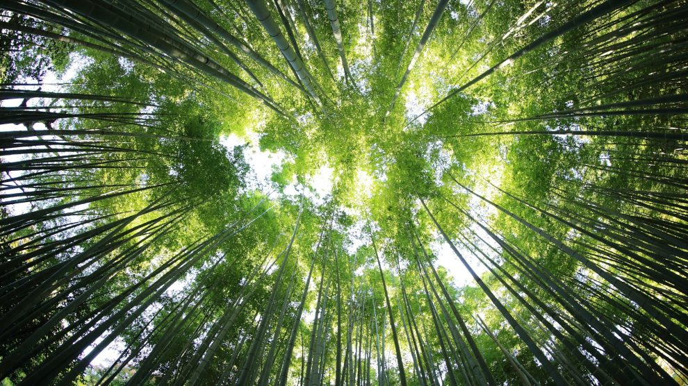 Bamboo tree canopy