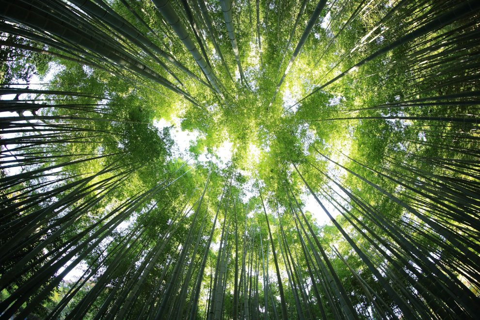 Bamboo tree canopy