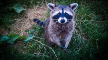 raccoon with its paws together
