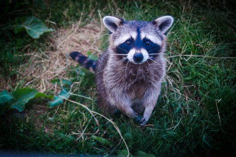 raccoon with its paws together