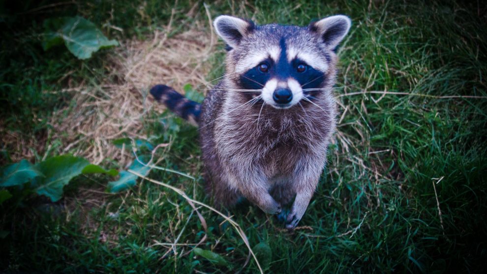 raccoon with its paws together