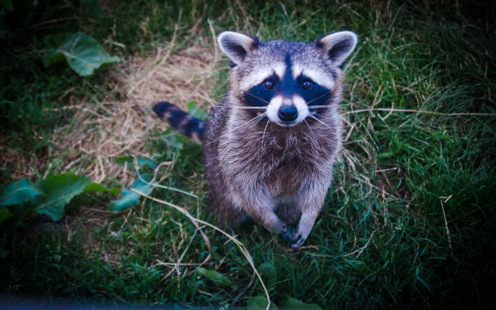 raccoon with its paws together