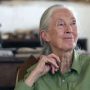 Jane Goodall