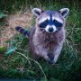 raccoon with its paws together