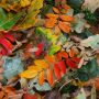 fall leaves_flickr