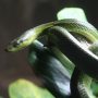 snake-coiled-around-branch