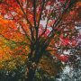 tree-with-leaves-changing-colors