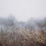 foggy-field-in-winter